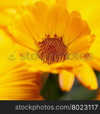 Yellow Gerbera in close up, square image