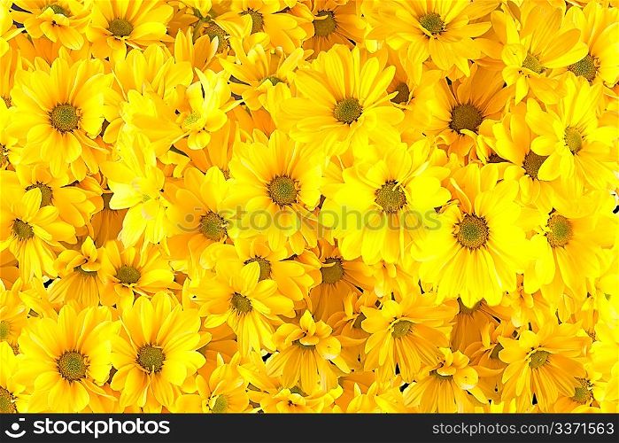 Yellow gerberas isolated on black background