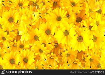 Yellow gerberas isolated on black background