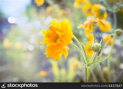 Yellow Geum flowers in garden or park bed on sunny summer day