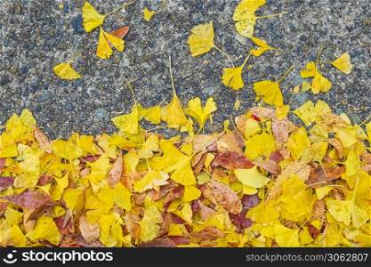 Yellow ginkgo biloba foliage in the garden, colorful leaves natural color background banner for Autumn season, seasonal change, different and transition concept