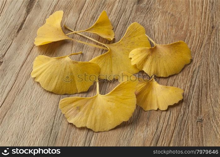 Yellow Ginkgo biloba leaves