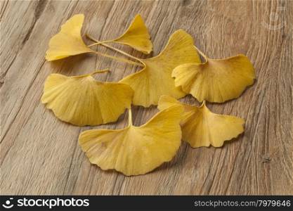 Yellow Ginkgo biloba leaves