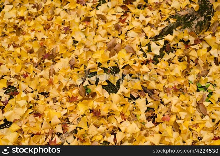 Yellow ginkgo leaves background. Background pattern of yellow ginkgo leaves on the ground in autumn