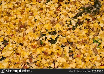 Yellow ginkgo leaves background. Background pattern of yellow ginkgo leaves on the ground in autumn