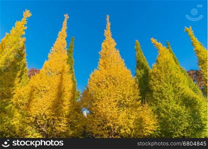 Yellow ginkgo leaves in Autumn of Japan