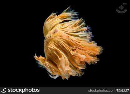 Yellow gold betta fish, siamese fighting fish on black background. Multi-color betta fish, dancing fish in gold