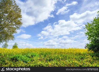 Yellow golden canola field in the summertime with colorful flowers