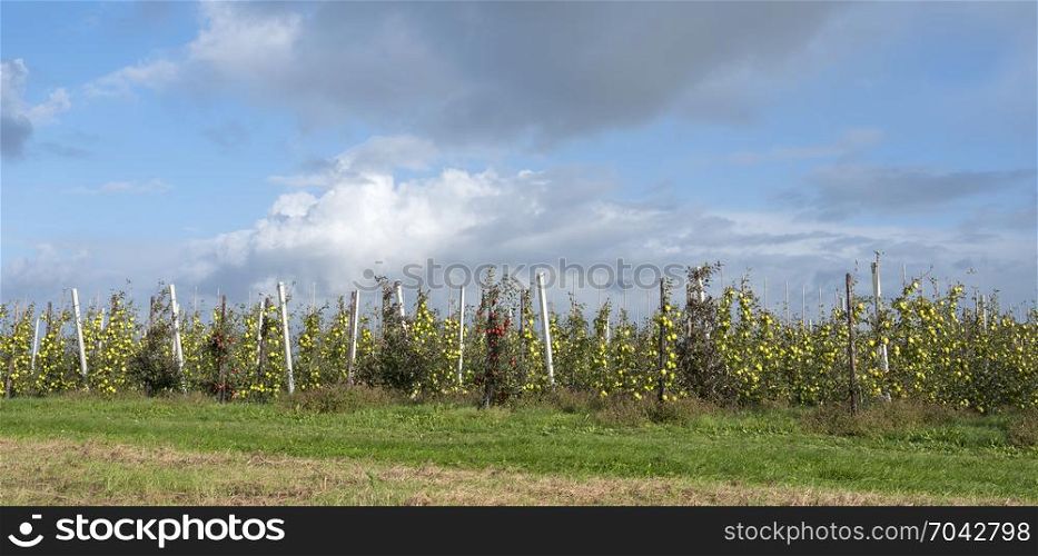 yellow golden delicious apples in dutch fruit orchard under blue sky in the netherlands during harvest