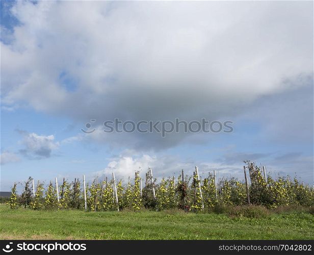yellow golden delicious apples in dutch fruit orchard under blue sky in the netherlands during harvest