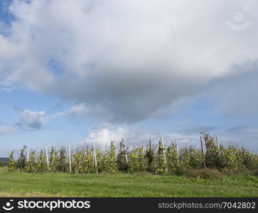 yellow golden delicious apples in dutch fruit orchard under blue sky in the netherlands during harvest