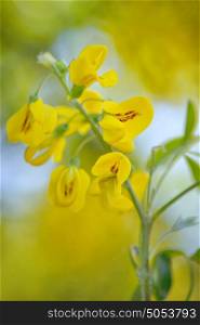 Yellow Golden shower Cassia fistula flower