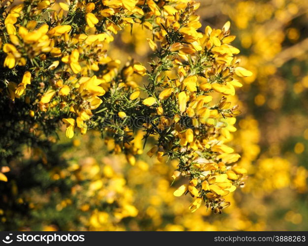 Yellow Gorse in flower, on English heathland.
