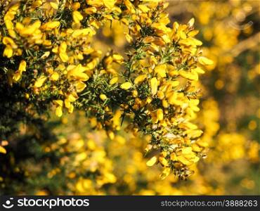 Yellow Gorse in flower, on English heathland.