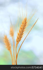 Yellow grain ready for harvest