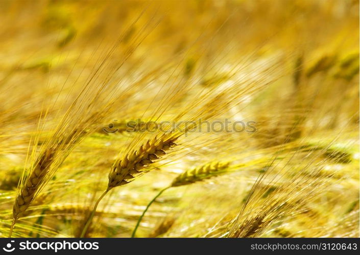 Yellow grain ready for harvest growing in a farm field