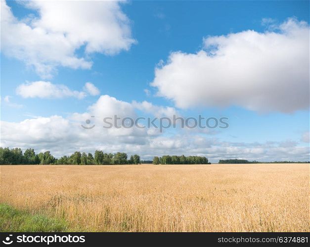 Yellow grain ready for harvest growing in a farm field. Yellow grain ready for harvest growing in a farm field.
