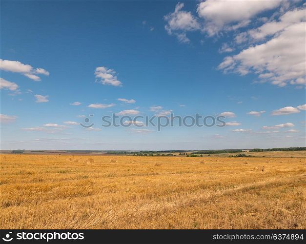 Yellow grain ready for harvest growing in a farm field. Yellow grain ready for harvest growing in a farm field.