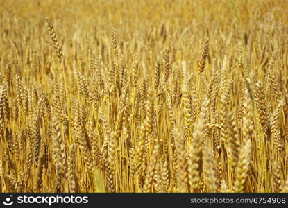 Yellow grain ready for harvest growing in a farm field