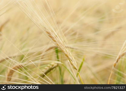 Yellow grain ready for harvest growing in a farm field