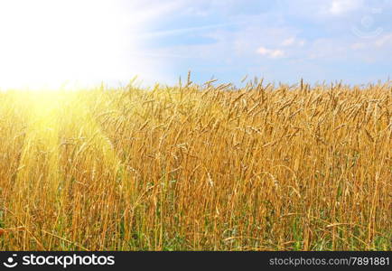 Yellow grain ready for harvest growing in a farm field