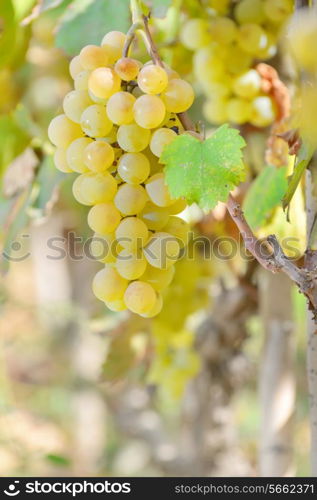 Yellow grapes growing on vineyard