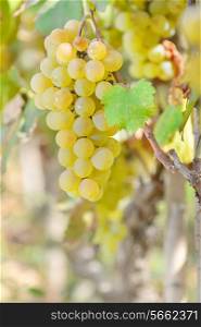 Yellow grapes growing on vineyard