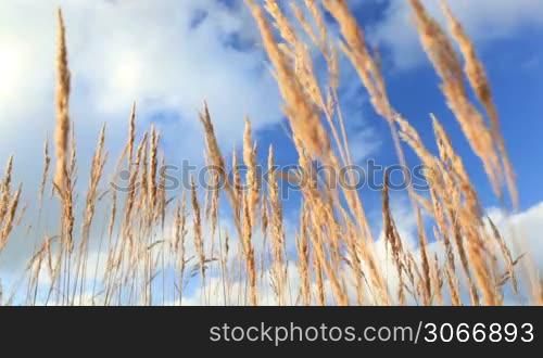 Yellow grass ears over the blue sky.