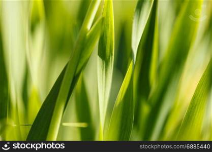 Yellow grass in the sun. Colorful natural background abstract. Yellow grass in the sun. The colorful natural background abstract