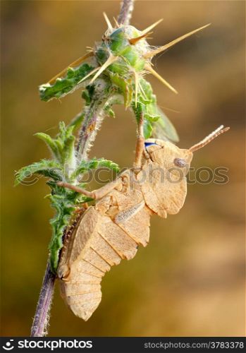 Yellow grasshopper on the prickly plant in Israel