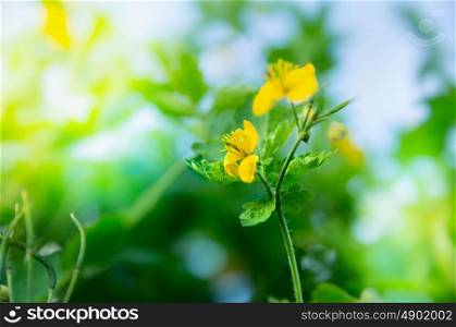 Yellow greater celandine flower on green blurred nature background