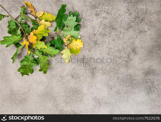 Yellow green oak leaves on grungy stone texture. Autumn background