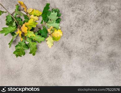 Yellow green oak leaves on grungy stone texture. Autumn background