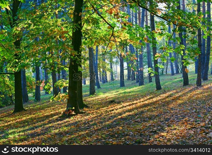 Yellow-green oak tree and sunrays in autumn city park