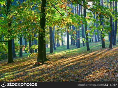 Yellow-green oak tree and sunrays in autumn city park