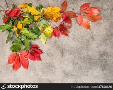 Yellow green red oak and maple autumn leaves on grungy stone background