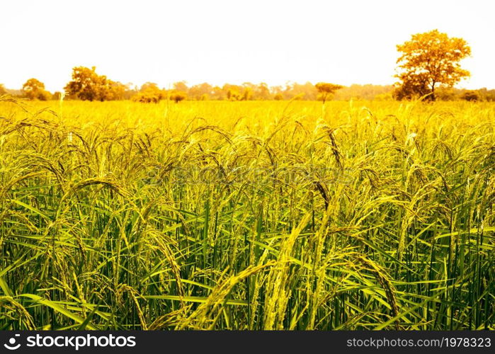 yellow green rice field on blue sky background