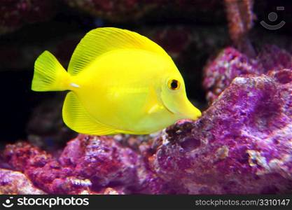 Yellow Hawaiian Tang Sailfin Surgeonfish on purple reef