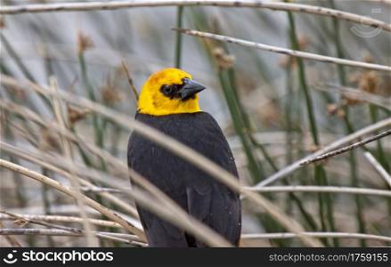 Yellow Headed Blackbird in a marsh Saskatchewan Canada