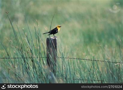 Yellow Headed Blackbird perching on fence post