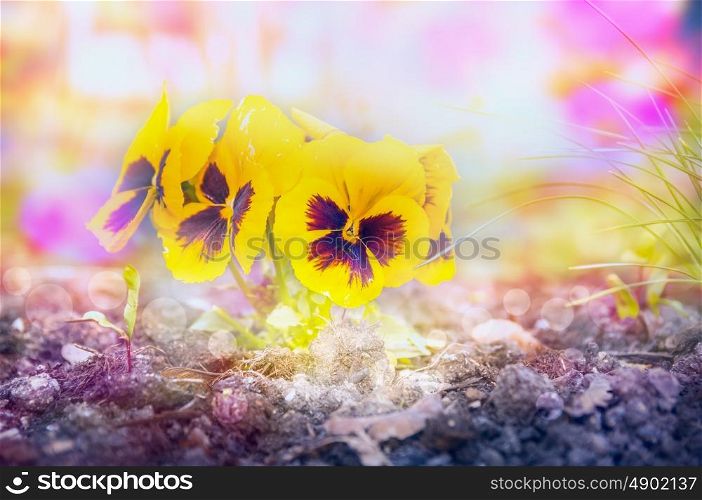 Yellow heartsease flowers on flowers beet on light blurred garden background, toned