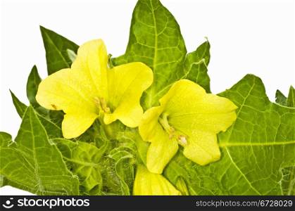 yellow henbane, medieval medicine plant