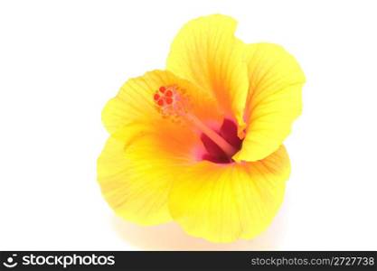 yellow hibiscus flower isolated on white background