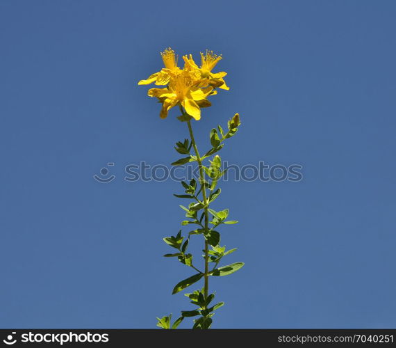 Yellow hypericum at blue sky