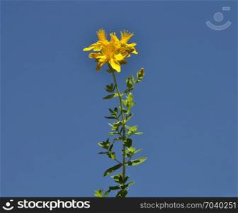 Yellow hypericum at blue sky