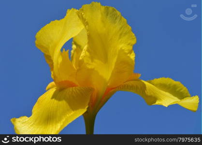 Yellow Iris flower - Close-up