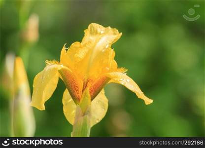 Yellow iris flower in dew drops