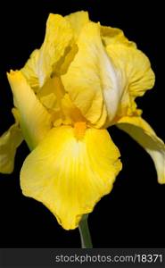 Yellow iris flower isolated on black, closeup view&#xA;