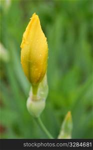 yellow iris flower. yellow iris flower