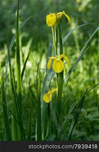 yellow iris in green nature